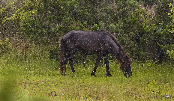 sdkshacklefordbanks