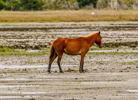 PonyPatrol25-5
