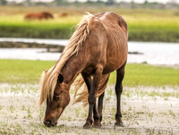 PonyPatrol25-8