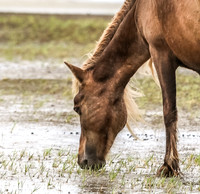 PonyPatrol25-11