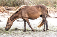 PonyPatrol25-9
