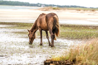 PonyPatrol25-10