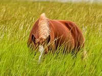 PonyPatrol25-17