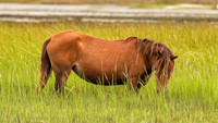 PonyPatrol25-16