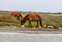 PonyPatrol25-20