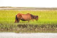 PonyPatrol25-15