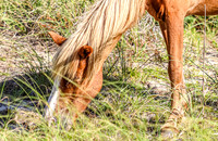 PonyPatrol25-89
