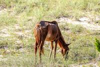PonyPatrol25-87