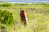PonyPatrol25-91