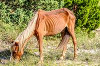 PonyPatrol25-88