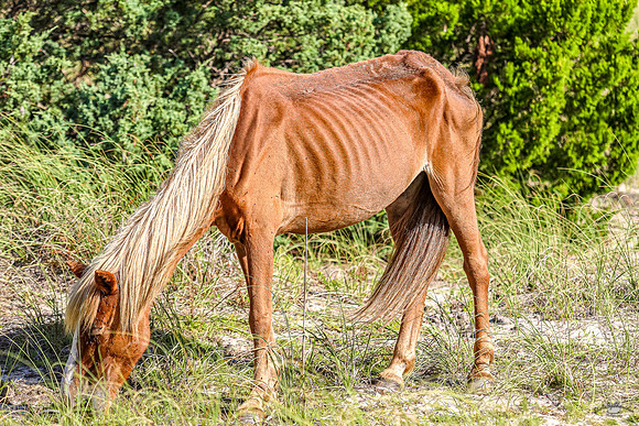 PonyPatrol25-88