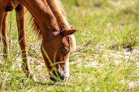 PonyPatrol25-92