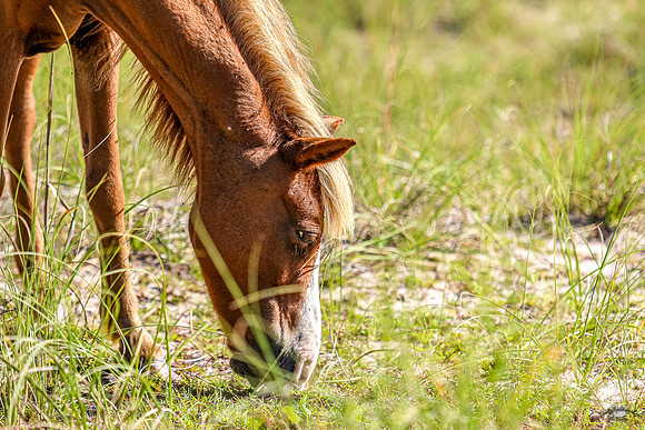 PonyPatrol25-92