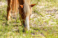 PonyPatrol25-93