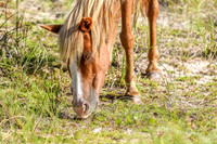 PonyPatrol25-94