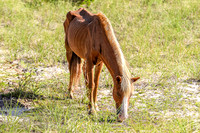 PonyPatrol25-95