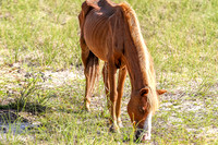 PonyPatrol25-96