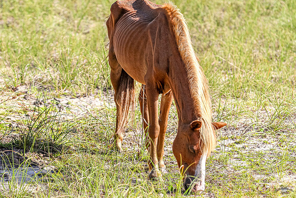 PonyPatrol25-96