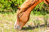 PonyPatrol25-97