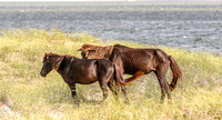 PonyPatrol25-101