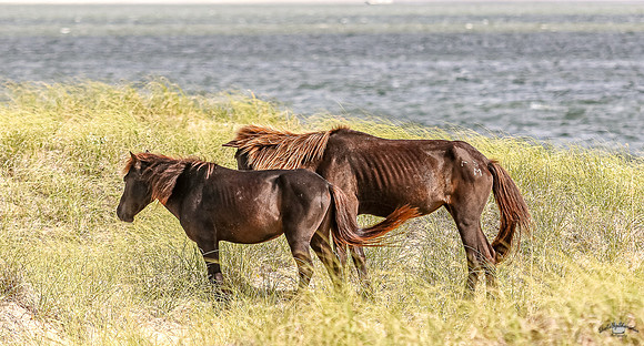 PonyPatrol25-101