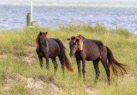 PonyPatrol25-102