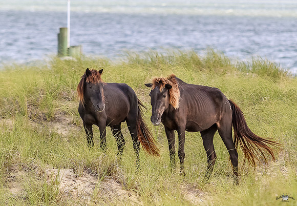 PonyPatrol25-102
