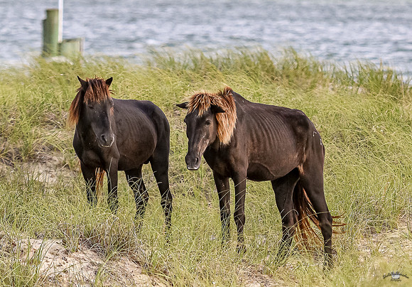 PonyPatrol25-103