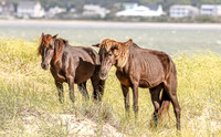 PonyPatrol25-104