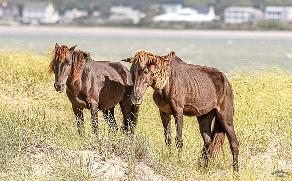 PonyPatrol25-104