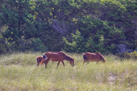 PonyPatrol25-100