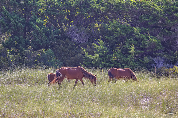PonyPatrol25-100