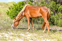 PonyPatrol25-99