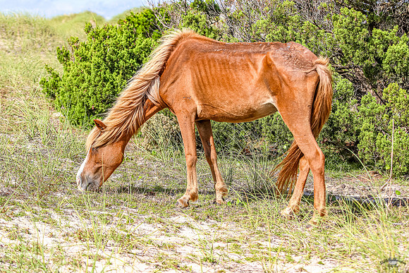 PonyPatrol25-99
