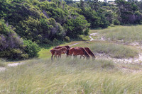 PonyPatrol25-105