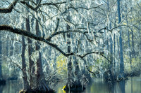 Nature-8