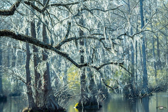 Nature-8