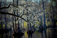 Nature-5