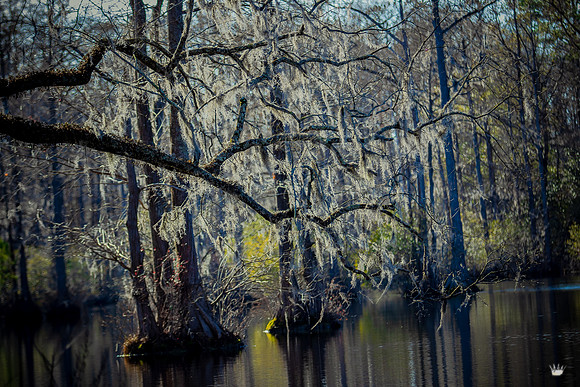 Nature-5