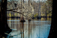 Nature-2