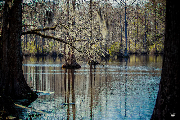Nature-2