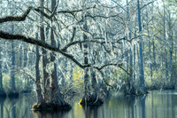 Nature-7