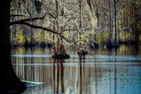 Nature-3