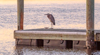 HAMMOCKBEACH-107