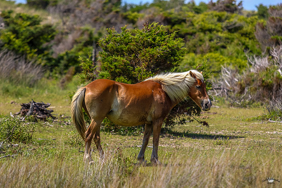 sdkshacklefordbanks-108