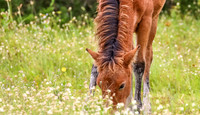 PonyPatrol25-11