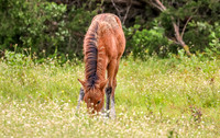 PonyPatrol25-10