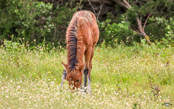PonyPatrol25-10