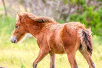 PonyPatrol25-13