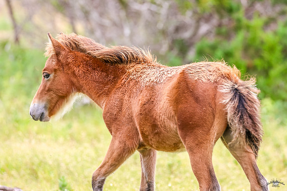PonyPatrol25-13